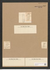 Surirella didyma Kuetz. (de-Toni-Nr.: Genus 53, Species 2268) Zeichnungen Sammlung Grunow Nr. 4695 (NHMW-BOT-W0372777)